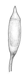 Crosbya straminea, capsule. Drawn from A.J. Fife 5245, CHR 103507, and J.E. Beever 31-7, CHR 406187.
 Image: R.C. Wagstaff © Landcare Research 2017 